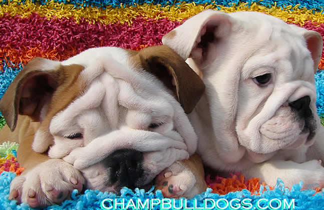 English bulldog puppies picture